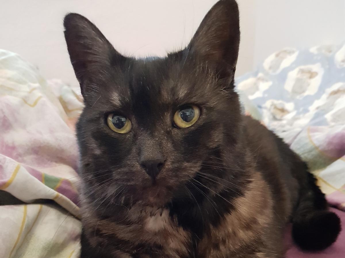 Getigerte Katze bei der ganzheitlichen Behandlung in der mobilen Tierheilpraxis München