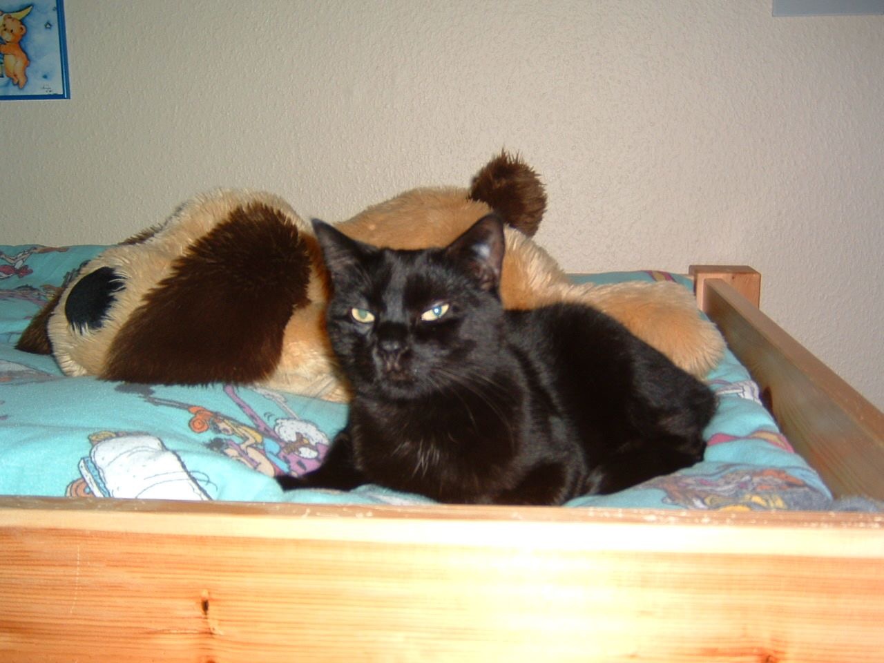 Schwarze Katze entspannt auf dem Bett während einer Tierheilpraxis-Behandlung in München